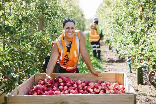 Orchard worker harvesting apples